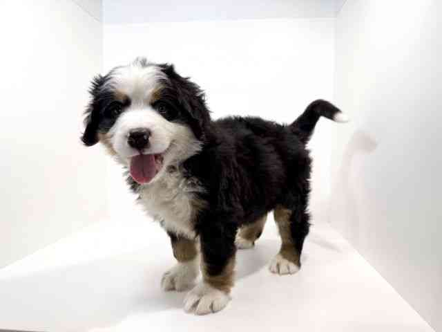 兵庫県のバーニーズマウンテンドッグ (ひごペットフレンドリーイトーヨーカドー明石店/2026年2月3日生まれ/女の子/ブラックラストホワイト)の子犬の2枚目の画像