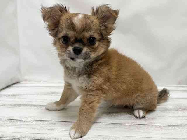 和歌山県のチワワ(ロング) (ひごペットフレンドリーパームシティ和歌山店/2026年2月8日生まれ/男の子/レッドホワイト)の子犬の2枚目の画像