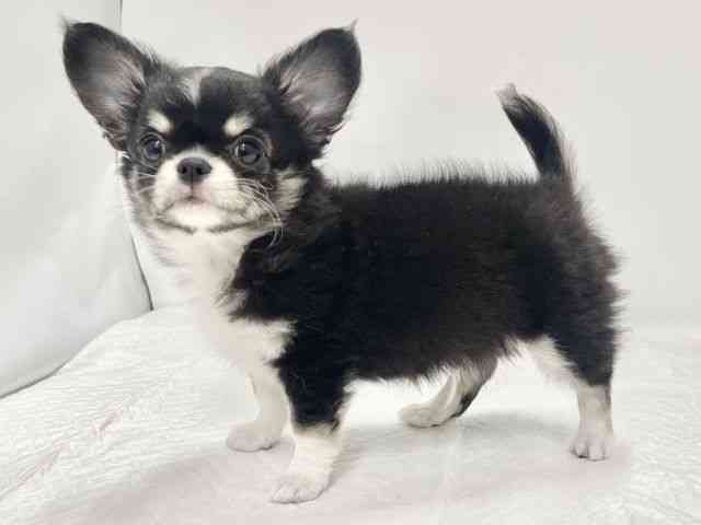 高知県のチワワ(ロング) (ひごペットフレンドリーイオンモール高知店/2026年2月4日生まれ/男の子/トライカラー)の子犬の2枚目の画像