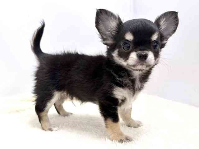 広島県のチワワ(ロング) (ひごペットフレンドリーゆめタウン廿日市店/2026年2月4日生まれ/男の子/トライカラー)の子犬の2枚目の画像