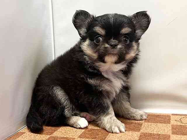 愛媛県のチワワ(ロング) (ひごペットフレンドリーエミフルMASAKI店/2026年2月7日生まれ/男の子/ブラッククリームホワイト)の子犬の2枚目の画像