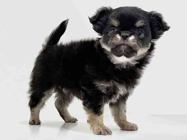 奈良県のチワワ(ロング) (ひごペットフレンドリーイオンモール橿原ウエスト・ビレッジ店/2026年2月7日生まれ/男の子/ブラッククリームホワイト)の子犬の2枚目の画像