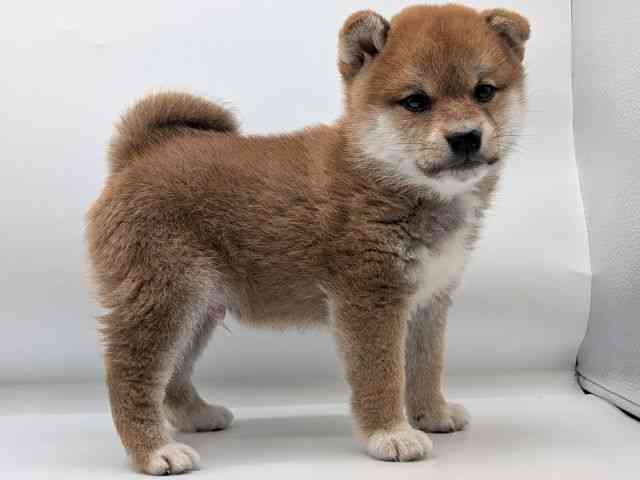 香川県の柴犬(標準サイズ) (ひごペットフレンドリーゆめタウン高松店/2026年2月9日生まれ/男の子/赤)の子犬の2枚目の画像