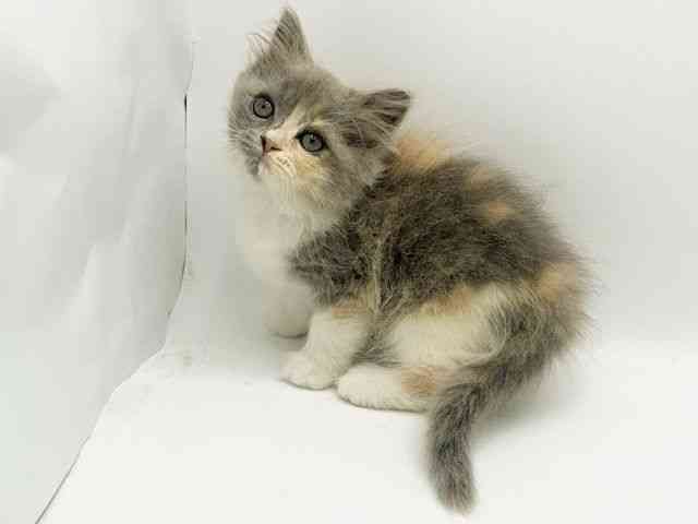 大阪府のスコティッシュフォールド (ひごペットフレンドリーみのおキューズモール店/2026年2月7日生まれ/女の子/ダイリュートキャリコ)の子猫の2枚目の画像
