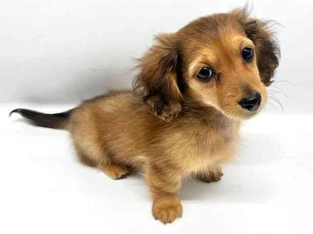 大阪府のミニチュアダックスフンド(ロング) (ひごペットフレンドリーイオンタウン豊中庄内店/2026年2月3日生まれ/女の子/レッド)の子犬の2枚目の画像