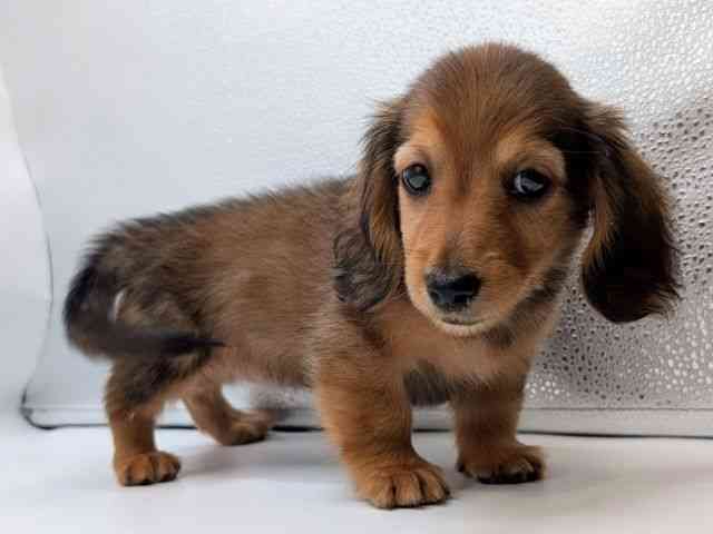 香川県のミニチュアダックスフンド(ロング) (ひごペットフレンドリーゆめタウン高松店/2026年2月3日生まれ/女の子/レッド)の子犬の2枚目の画像