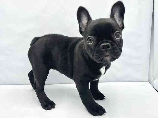 大阪府のフレンチブルドッグ (ひごペットフレンドリーイトーヨーカドー津久野店/2026年2月9日生まれ/女の子/ブリンドル)の子犬の2枚目の画像