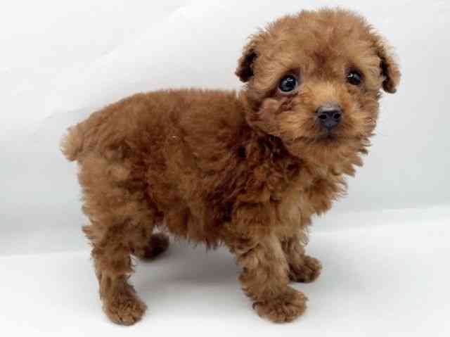 奈良県のトイプードル(トイ) (ひごペットフレンドリートナリエ大和高田店/2026年2月9日生まれ/男の子/レッド)の子犬の2枚目の画像