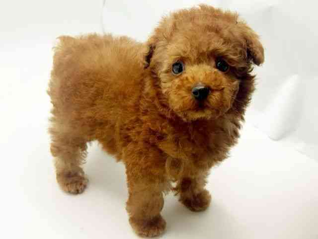 大阪府のトイプードル(トイ) (ひごペットフレンドリーみのおキューズモール店/2026年2月9日生まれ/男の子/レッド)の子犬の2枚目の画像