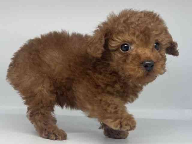 徳島県のトイプードル(トイ) (ひごペットフレンドリーゆめタウン徳島店/2026年2月9日生まれ/男の子/レッド)の子犬の2枚目の画像