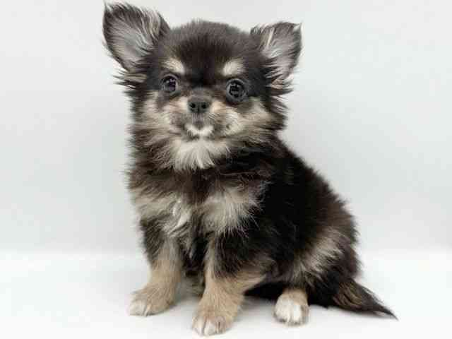 京都府のチワワ(ロング) (ひごペットフレンドリーイオンモール高の原店/2026年1月27日生まれ/男の子/ブラックタンホワイト)の子犬の2枚目の画像