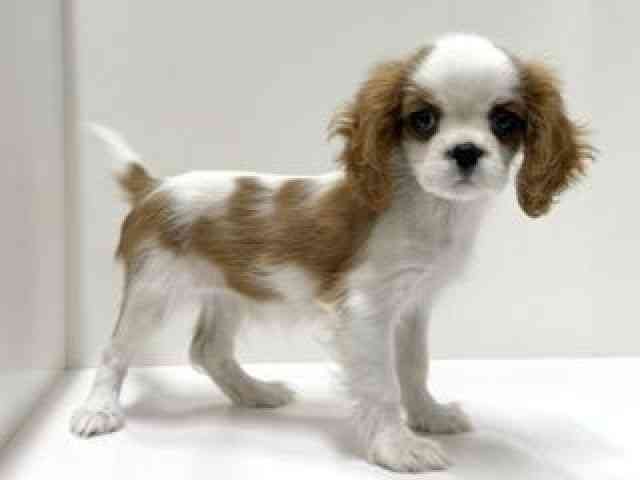 愛知県のキャバリアキングチャールズスパニエル (ひごペットフレンドリーららぽーと名古屋みなとアクルス店/2026年2月8日生まれ/女の子/ブレンハイム)の子犬の2枚目の画像