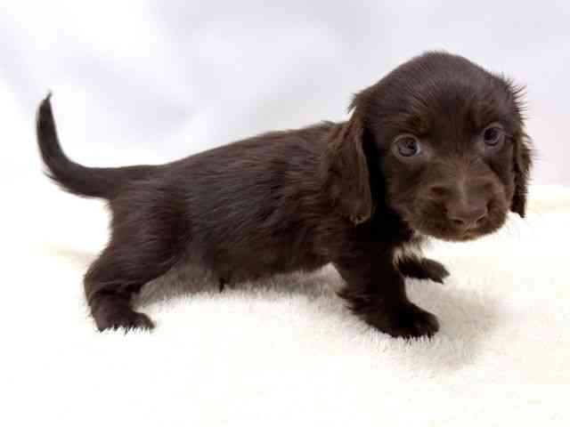 広島県のミニチュアダックスフンド(ロング) (ひごペットフレンドリーゆめタウン廿日市店/2026年2月7日生まれ/男の子/チョコレートソリッド)の子犬の2枚目の画像