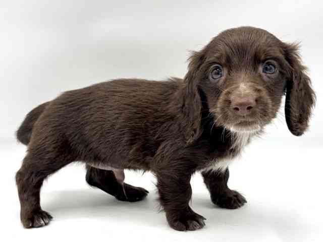 大阪府のミニチュアダックスフンド(ロング) (ひごペットフレンドリーららぽーとEXPOCITY店/2026年2月7日生まれ/男の子/チョコレートソリッド)の子犬の2枚目の画像