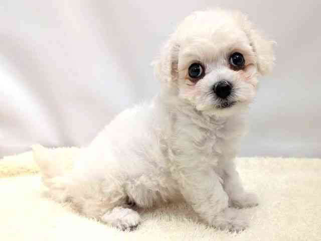 広島県のビションフリーゼ (ひごペットフレンドリーゆめタウン廿日市店/2026年2月8日生まれ/女の子/ホワイト)の子犬の2枚目の画像