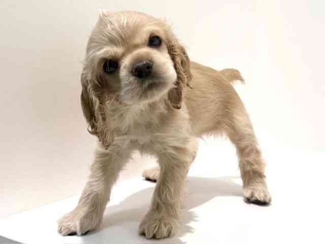 大阪府のアメリカンコッカースパニエル (ひごペットフレンドリーイオン高槻店/2026年2月7日生まれ/女の子/バフ)の子犬の2枚目の画像