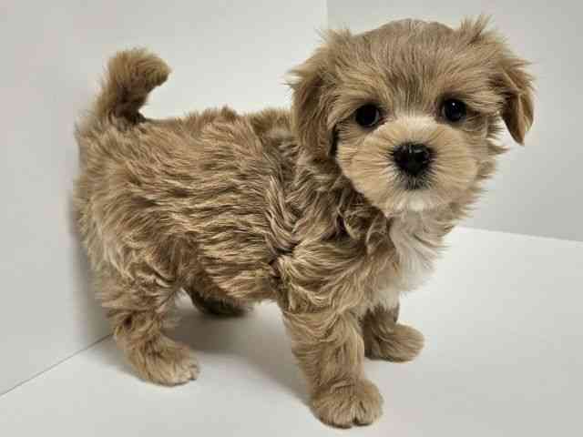 愛知県のマルプー(マルチーズ×プードル) (ひごペットフレンドリーイトーヨーカドー知多店/2026年2月5日生まれ/男の子/オレンジフォーン)の子犬の2枚目の画像