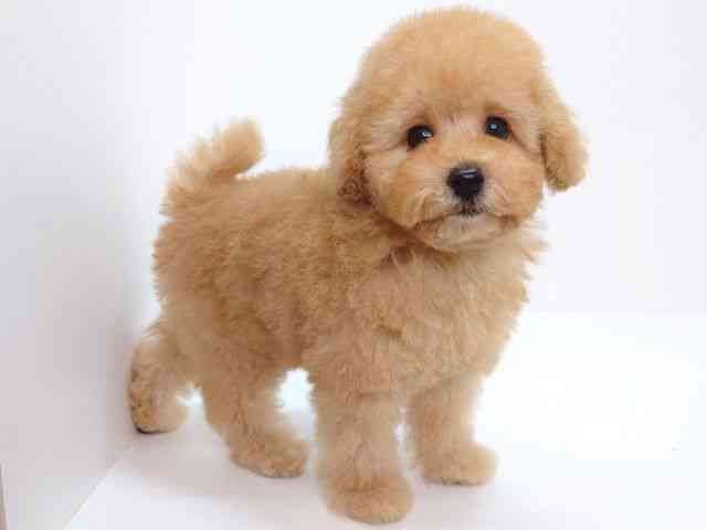 大阪府のトイプードル(トイ) (ひごペットフレンドリーいこらもーる泉佐野店/2026年2月6日生まれ/女の子/オレンジフォーン)の子犬の2枚目の画像