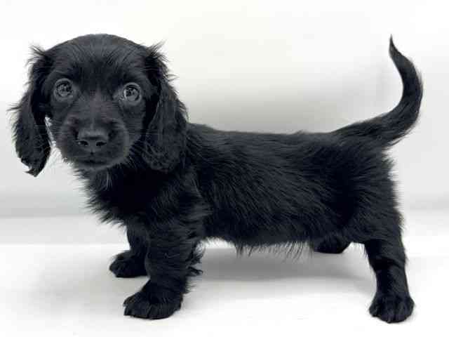 大阪府のミニチュアダックスフンド(ロング) (ひごペットフレンドリーららぽーとEXPOCITY店/2026年2月8日生まれ/女の子/ブラックソリッド)の子犬の2枚目の画像