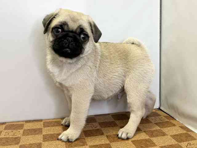 愛媛県のパグ (ひごペットフレンドリーエミフルMASAKI店/2026年2月10日生まれ/男の子/フォーン)の子犬の2枚目の画像