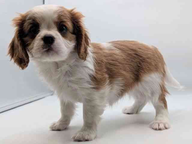 香川県のキャバリアキングチャールズスパニエル (ひごペットフレンドリーゆめタウン高松店/2026年2月9日生まれ/女の子/ブレンハイム)の子犬の2枚目の画像