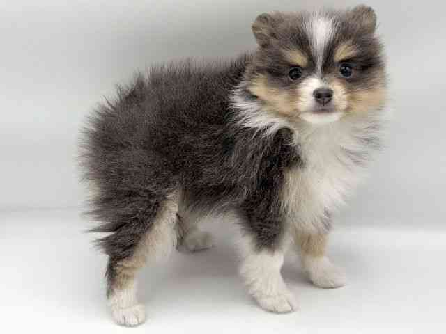 大阪府のポメラニアン (ひごペットフレンドリーららぽーとEXPOCITY店/2026年2月5日生まれ/女の子/ブルータンホワイト)の子犬の2枚目の画像