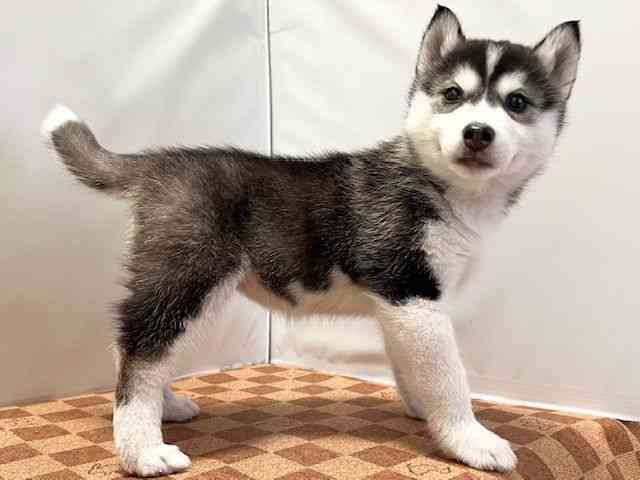 愛媛県のシベリアンハスキー (ひごペットフレンドリーエミフルMASAKI店/2026年2月10日生まれ/女の子/ブラックホワイト)の子犬の2枚目の画像