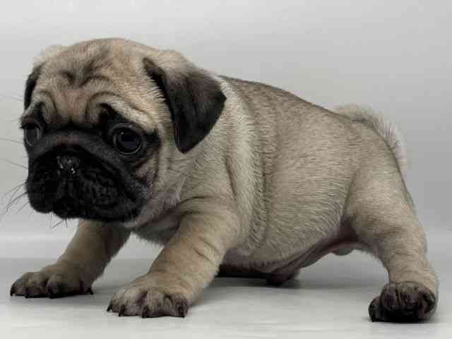 徳島県のパグ (ひごペットフレンドリーゆめタウン徳島店/2026年2月9日生まれ/男の子/フォーン)の子犬の2枚目の画像