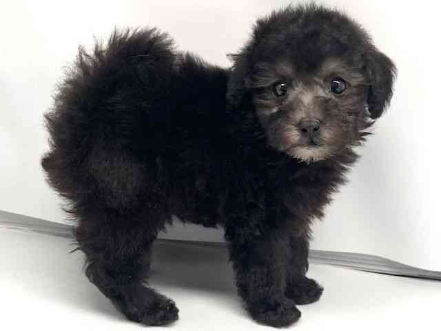 京都府のトイプードル(トイ) (ひごペットフレンドリー洛北阪急スクエア店/2026年2月9日生まれ/男の子/シルバー)の子犬の2枚目の画像