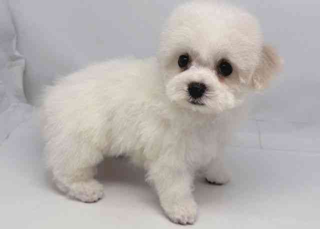 鳥取県のビションフリーゼ (ひごペットフレンドリーイオンモール鳥取北店/2026年2月9日生まれ/女の子/ホワイト)の子犬の2枚目の画像