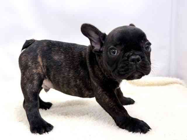 広島県のフレンチブルドッグ (ひごペットフレンドリーゆめタウン廿日市店/2026年1月13日生まれ/男の子/ブリンドル)の子犬の2枚目の画像