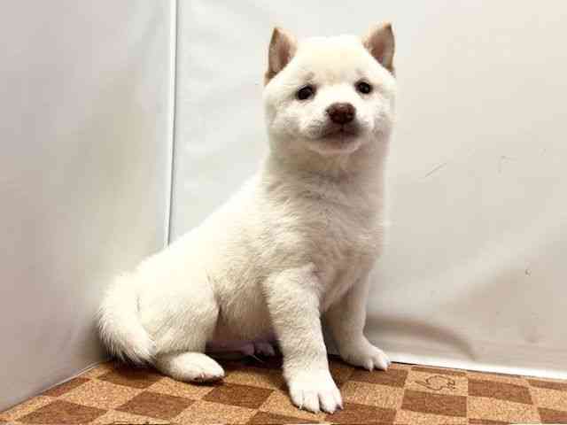 愛媛県の柴犬(標準サイズ) (ひごペットフレンドリーエミフルMASAKI店/2026年2月9日生まれ/男の子/白)の子犬の2枚目の画像