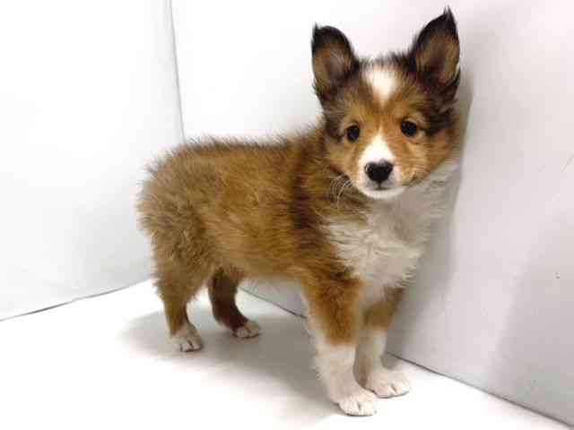 奈良県のシェットランドシープドッグ (ひごペットフレンドリー奈良パワーシティ店/2026年2月10日生まれ/男の子/セーブルホワイト)の子犬の2枚目の画像