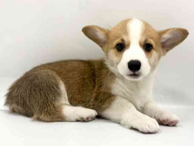 京都府のウェルシュコーギーペンブローク (ひごペットフレンドリー京都店/2026年2月8日生まれ/男の子/レッドホワイト)の子犬の2枚目の画像