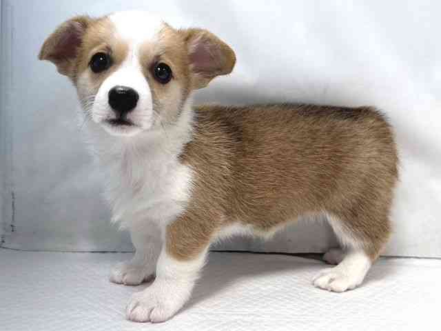 大阪府のウェルシュコーギーペンブローク (ひごペットフレンドリー堺プラットプラット店/2026年2月8日生まれ/女の子/レッドホワイト)の子犬の2枚目の画像