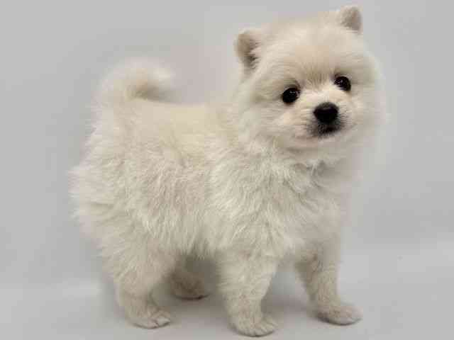 大阪府のポメラニアン (ひごペットフレンドリーみのおキューズモール店/2026年2月9日生まれ/男の子/ホワイト)の子犬の2枚目の画像