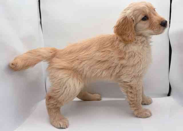 島根県のゴールデンレトリバー (ひごペットフレンドリーイオン松江ショッピングセンター店/2026年2月10日生まれ/女の子/ゴールデン)の子犬の2枚目の画像