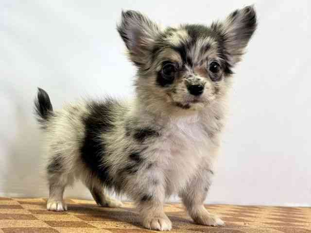 愛媛県のチワワ(ロング) (ひごペットフレンドリーエミフルMASAKI店/2026年2月10日生まれ/男の子/ブルーマール)の子犬の2枚目の画像