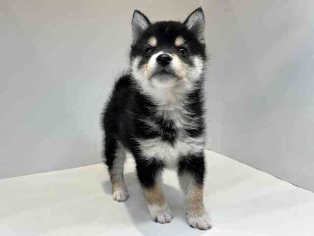 大阪府の柴犬(標準サイズ) (ひごペットフレンドリーセブンパーク天美店/2026年1月20日生まれ/男の子/黒)の子犬の2枚目の画像