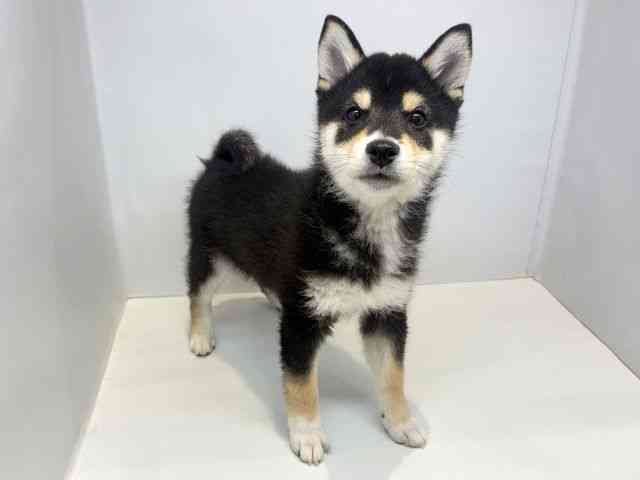 大阪府の柴犬(標準サイズ) (ひごペットフレンドリーセブンパーク天美店/2026年1月20日生まれ/男の子/黒)の子犬の2枚目の画像