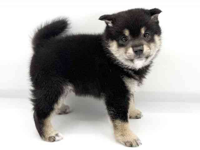 大阪府の柴犬(標準サイズ) (ひごペットフレンドリーららぽーとEXPOCITY店/2026年2月10日生まれ/男の子/黒)の子犬の2枚目の画像