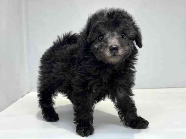 大阪府のトイプードル(トイ) (ひごペットフレンドリーセブンパーク天美店/2026年2月9日生まれ/女の子/シルバー)の子犬の2枚目の画像