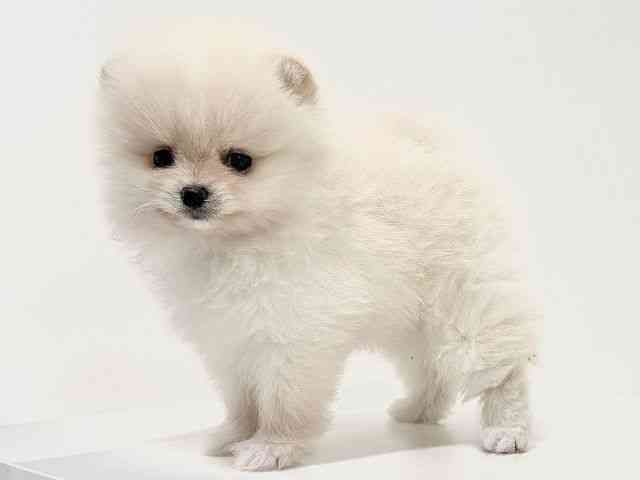 奈良県のポメラニアン (ひごペットフレンドリーイオンモール橿原ウエスト・ビレッジ店/2026年2月6日生まれ/男の子/クリーム)の子犬の2枚目の画像