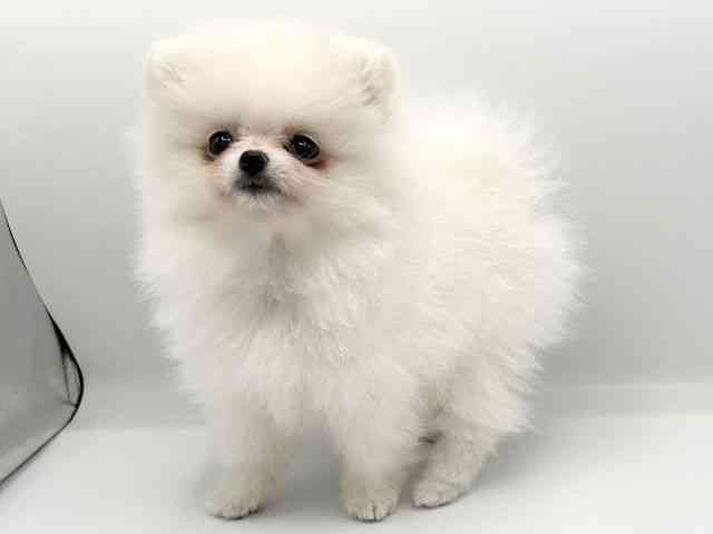 京都府のポメラニアン (ひごペットフレンドリーイオンモール高の原店/2026年2月6日生まれ/男の子/ホワイト)の子犬の2枚目の画像