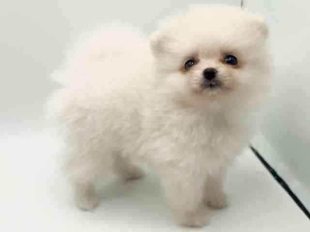 大阪府のポメラニアン (ひごペットフレンドリーみのおキューズモール店/2026年2月6日生まれ/男の子/ホワイト)の子犬の2枚目の画像