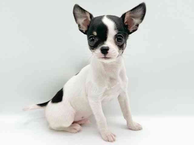 京都府のチワワ(スムース) (ひごペットフレンドリーイオンモール高の原店/2026年2月7日生まれ/男の子/ホワイトブラックタン)の子犬の2枚目の画像