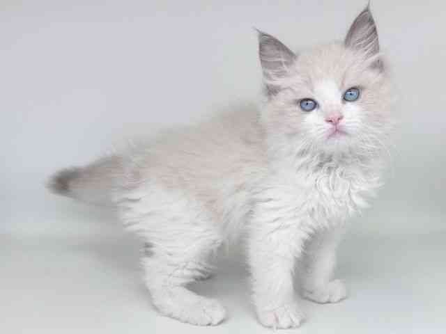 大阪府のラグドール (ひごペットフレンドリー瓜破店/2026年2月8日生まれ/男の子/ブルーポイントバイカラー)の子猫の2枚目の画像