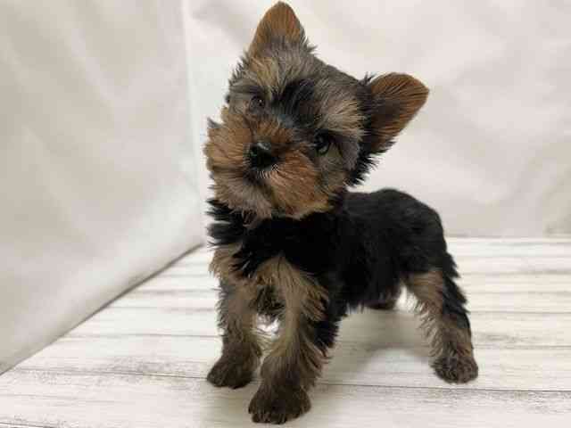 和歌山県のヨークシャーテリア (ひごペットフレンドリーパームシティ和歌山店/2026年2月7日生まれ/男の子/スチールブルータン)の子犬の2枚目の画像