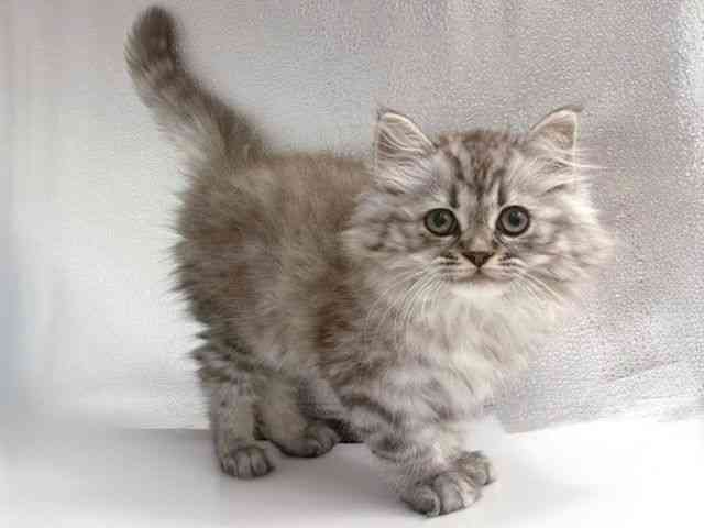 大阪府のミヌエット (ひごペットフレンドリー岸和田店/2026年1月18日生まれ/男の子/シルバータビー)の子猫の2枚目の画像