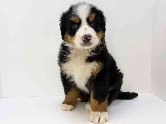 大阪府のバーニーズマウンテンドッグ (ひごペットフレンドリーいこらもーる泉佐野店/2026年2月7日生まれ/男の子/ブラックラストホワイト)の子犬の2枚目の画像
